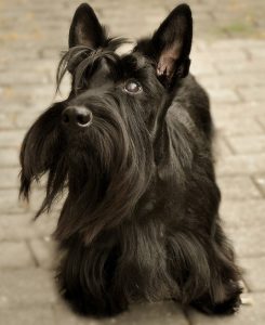 The Scottish Terrier Shih Tzu Mix (Sco-Shi)