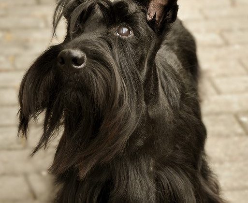 The Scottish Terrier Shih Tzu Mix (Sco-Shi)