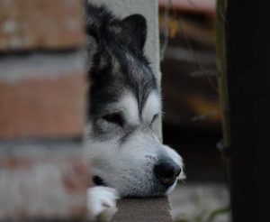 can a alaskan malamute and a ariegeois be friends