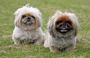 What Is this breed?All you need to know About this breed