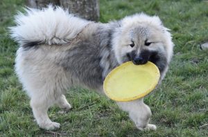 Is playing Frisbee bad for dogs?