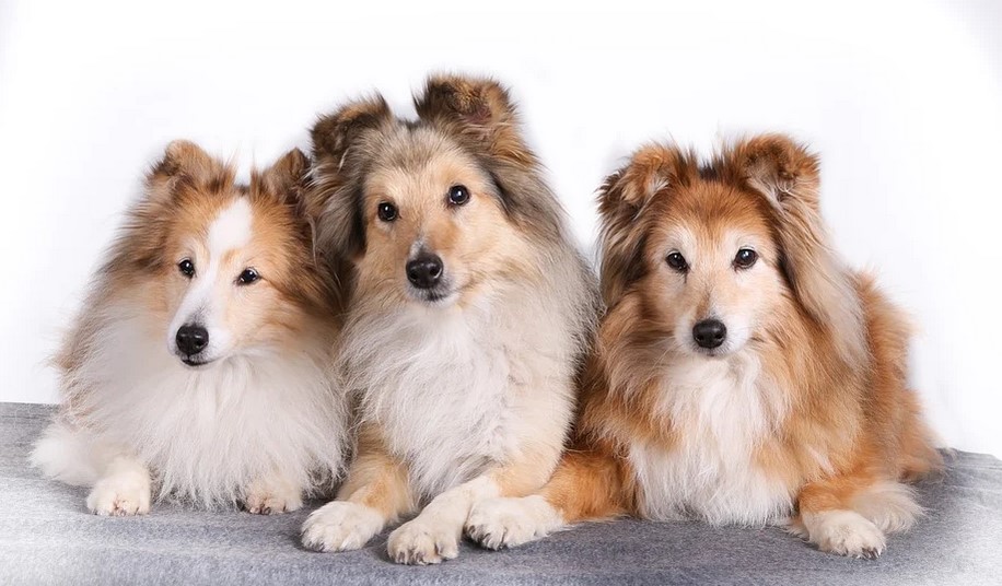 does the shetland sheepdog love children