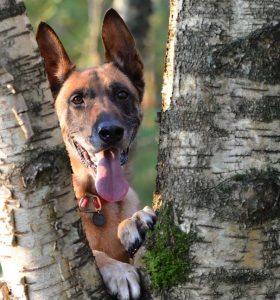 GERMAN MALINOIS MIX (SHEPINOIS/MALINOIS X)