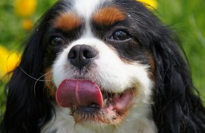 Cavalier King Charles Mixes