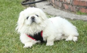 Shih Tzu Pekingese Mix (Shinese) 