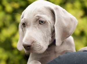 Weimaraner/Husky Mix-Weimarsky (Weimaraner/Siberian Husky)