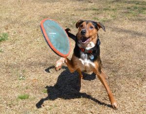 Best Frisbee For Dogs