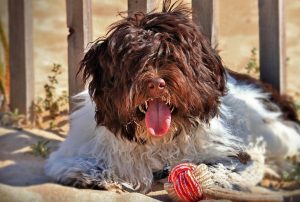 HAVANESE SHIH TZU MIX (HAVASHU)