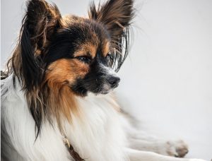 Papillon Shih Tzu Mix - Papastzu