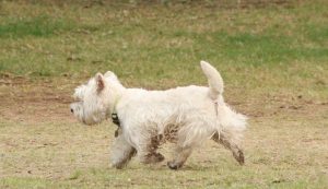 Obedience & Potty Training