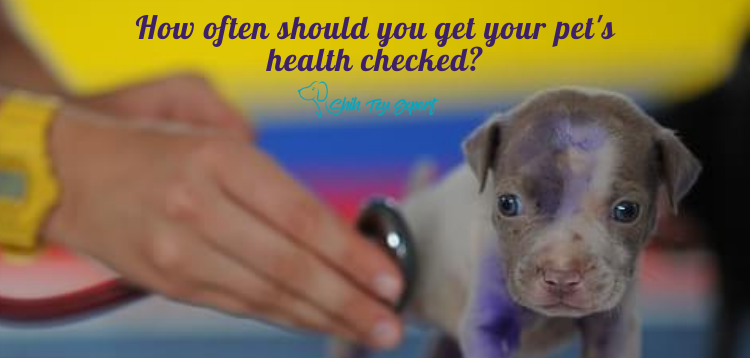 How often should you get your pet's health checked?