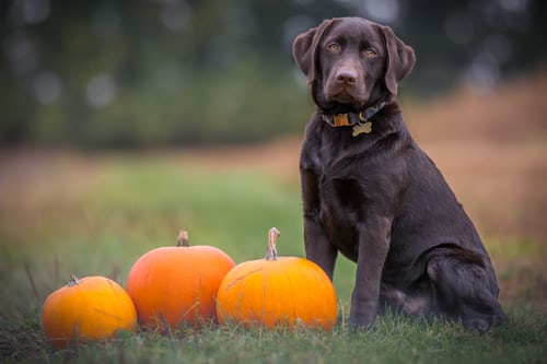 friendly dog breeds