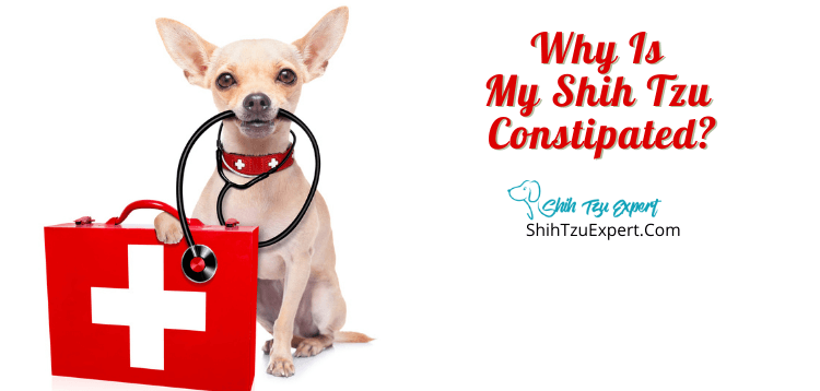 Why Is My Shih Tzu Constipated?