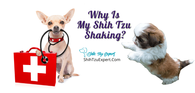 Why Is My Shih Tzu Shaking? [Is My Pup Seriously Sick?]