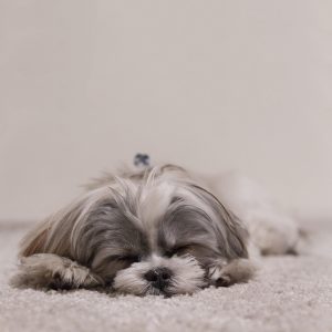 Why Is My Shih Tzu Puppy Very Quiet & So Calm?