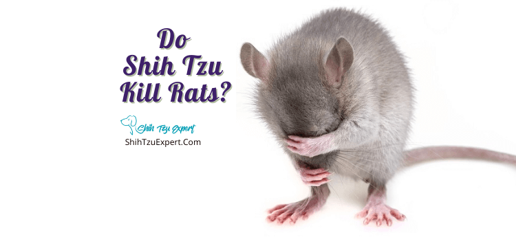 Do Shih Tzu Kill Rats? [Is It Dangerous For My Dog]