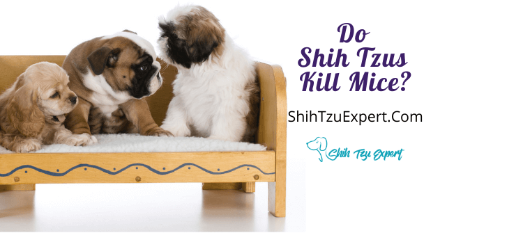Do Shih Tzus Kill Mice? [Is It Safe To Let Them Eat Mice?]