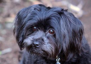 Are Shih Tzu Naughtier Than Other Breeds?