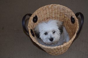 Are All Shih Tzu So Sleepy?