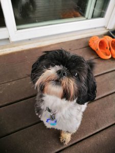 Do Shih Tzu Puppies Sleep A Lot?