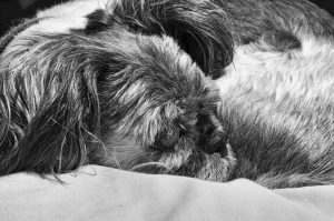 How To Get Rid Of Shih Tzu Smelly Face?