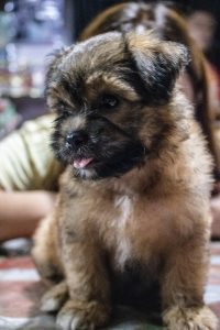 How To Train A Shih Tzu Puppy To Calm Down