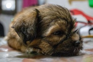 When Do Shih Tzu Puppies Calm Down