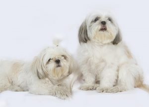 Do Adult Shih Tzu Sleep A Lot?