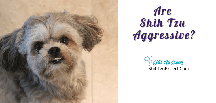 Are Shih Tzu Aggressive