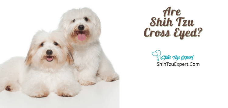 Are Shih Tzu Cross Eyed? [Things You Need To Know As A Shih Tzu Owner]