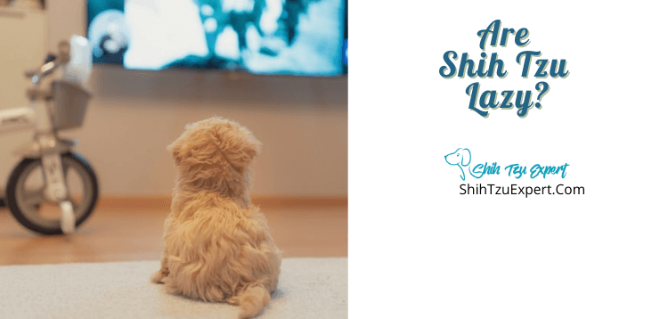 Are Shih Tzu Lazy? [Explained For Beginners]