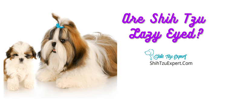 Are Shih Tzu Lazy Eyed?