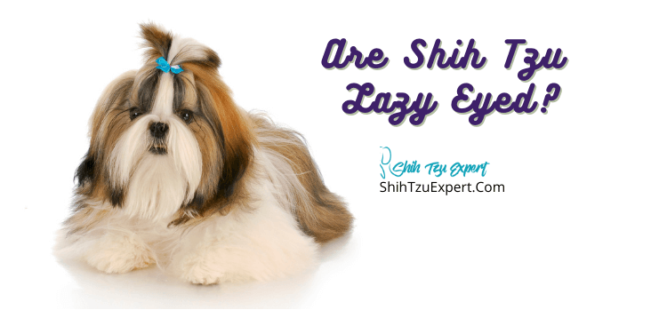 Are Shih Tzu Lazy Eyed? [Explained For Beginners]