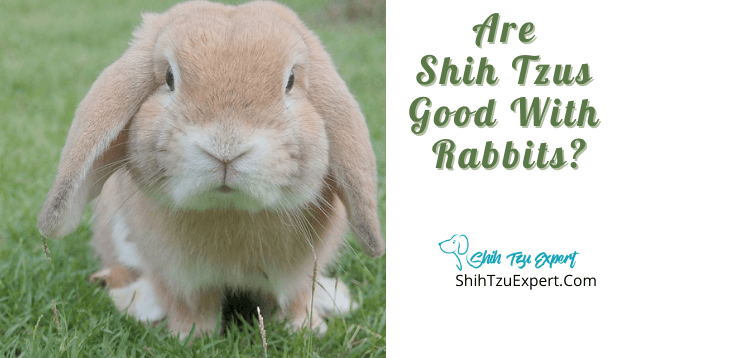 are rabbits good with dogs