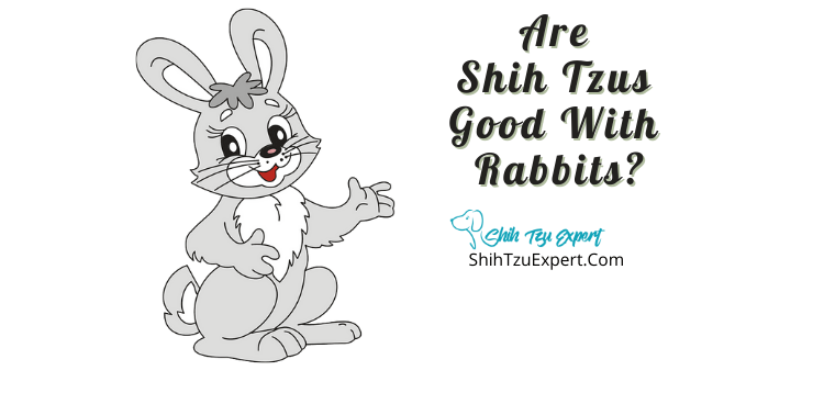 Are Shih Tzus Good With Rabbits