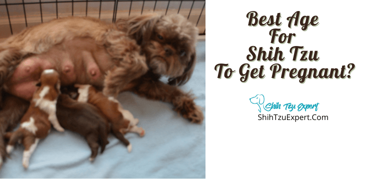 Best Age For Shih Tzu To Get Pregnant