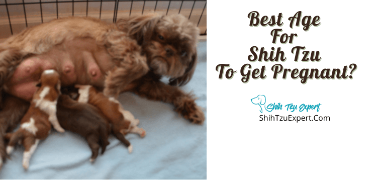 how do you take care of a pregnant shih tzu