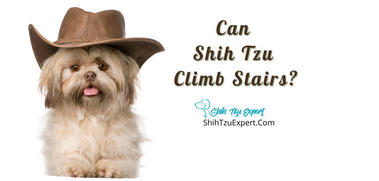 Can Shih Tzu Climb Stairs