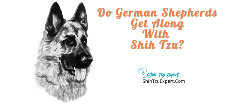 Do German Shepherds Get Along With Shih Tzu