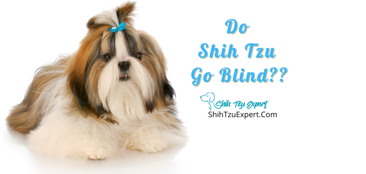 can dogs go blind quickly