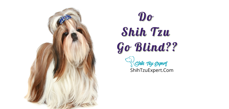 Do Shih Tzu Go Blind? [Read This First!]