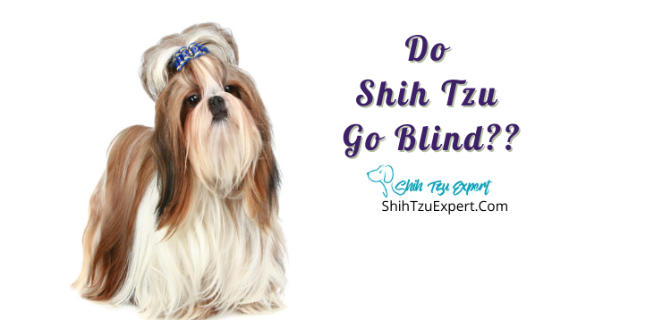 Do Shih Tzu Go Blind