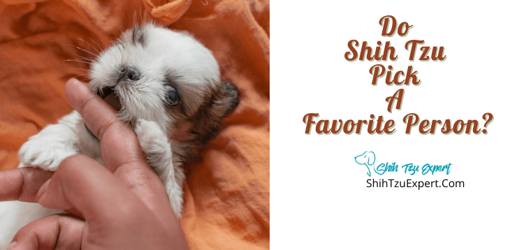 Do Shih Tzu Pick A Favorite Person