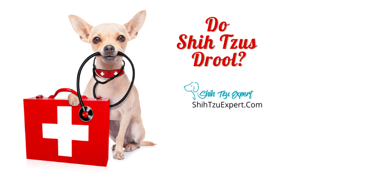 Do Shih Tzus Drool?