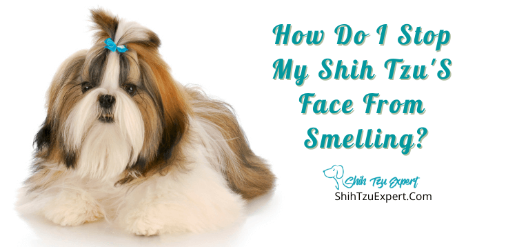 How Do I Stop My Shih Tzu'S Face From Smelling