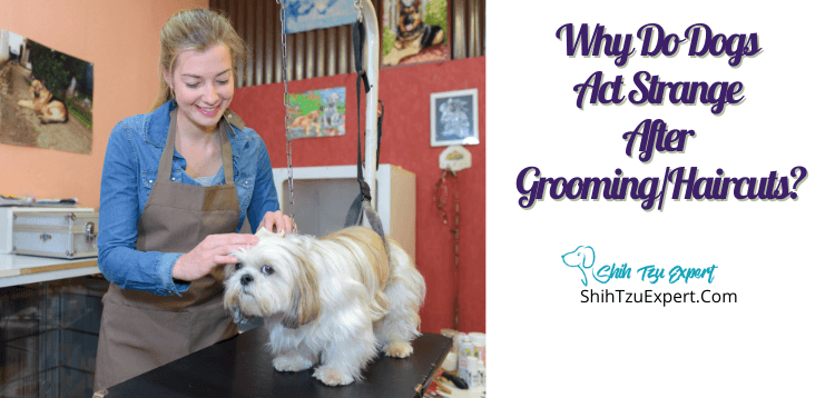 Why Do Dogs Act Strange After Grooming Haircuts