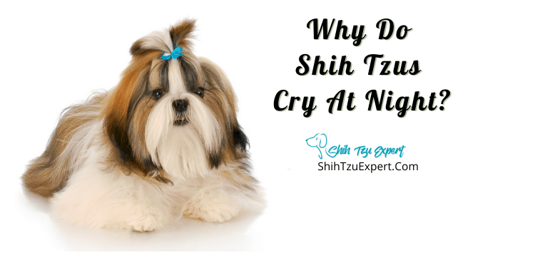 Why Do Shih Tzus Cry At Night 