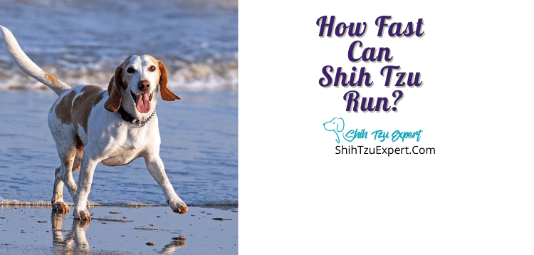 How Fast Can Shih Tzu Run? [Quick Facts]