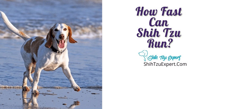 How Fast Can Shih Tzu Run Quick Facts Shih Tzu Expert How Fast Can Shih Tzu Run Quick Facts Shih Tzu Expert