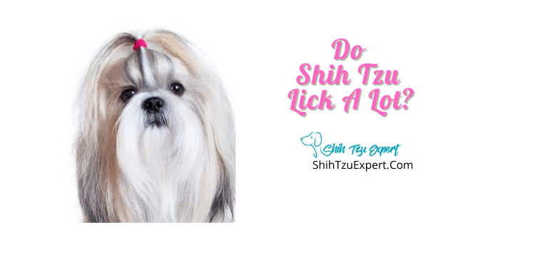 why do shih tzu lick so much